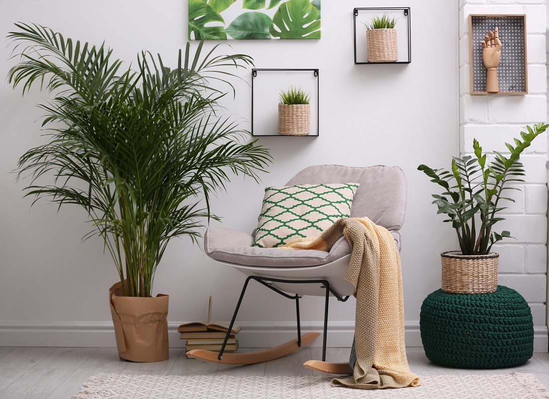 Cómo decorar tu casa con plantas