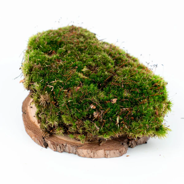 Decoración sostenible: el auge de los elementos naturales en interiores